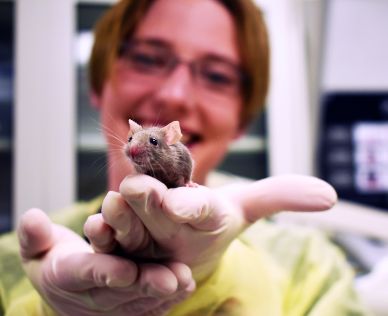 Lab tech holding brown mouse